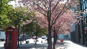 Δημιουργώντας στιγμές για μια παύση με τα ανοιξιάτικα άνθη